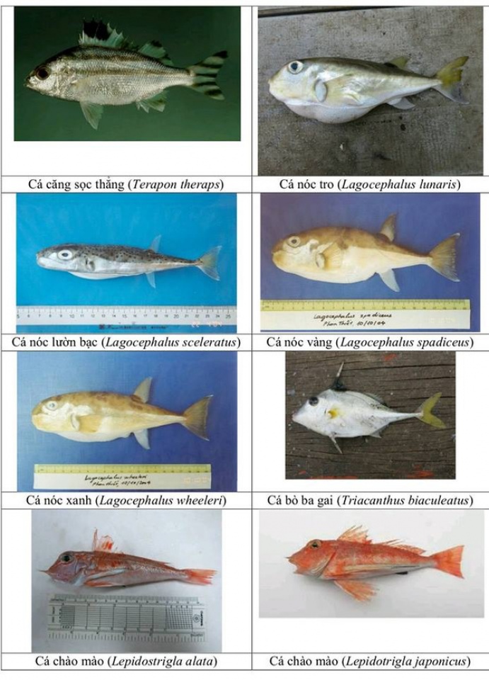 nhan dien hon 150 hai san tang day khuyen cao khong su dung