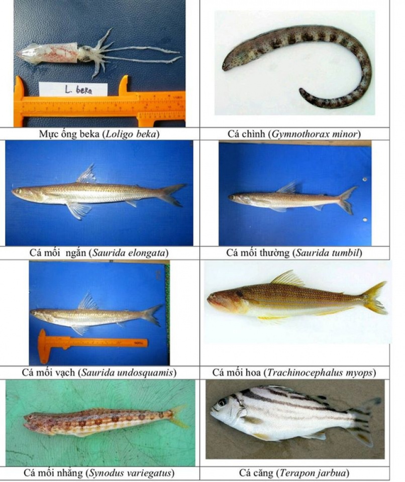 nhan dien hon 150 hai san tang day khuyen cao khong su dung