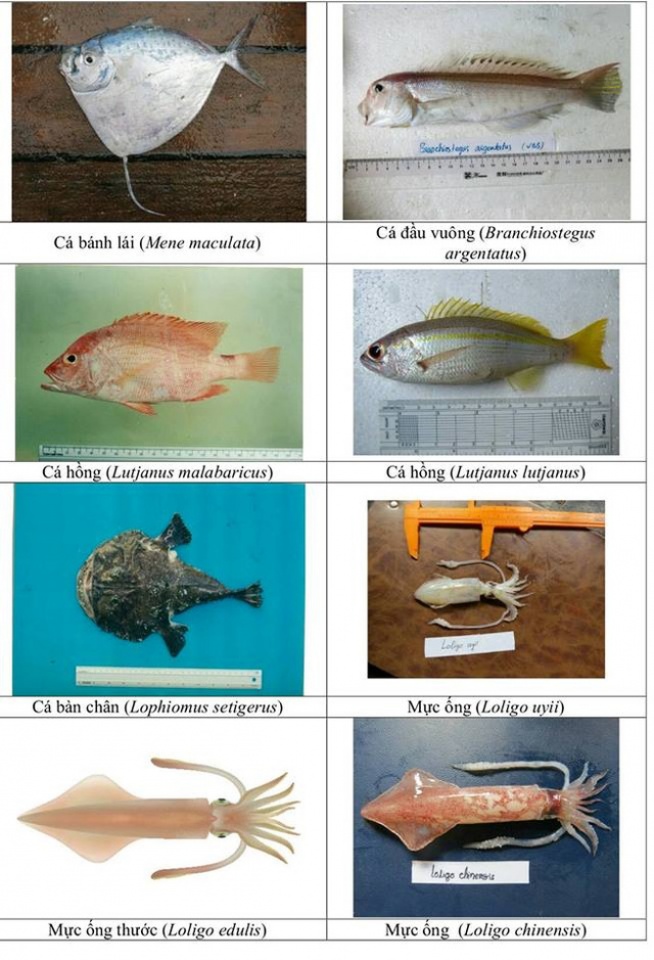 nhan dien hon 150 hai san tang day khuyen cao khong su dung
