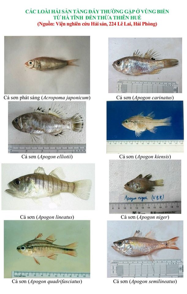 nhan dien hon 150 hai san tang day khuyen cao khong su dung