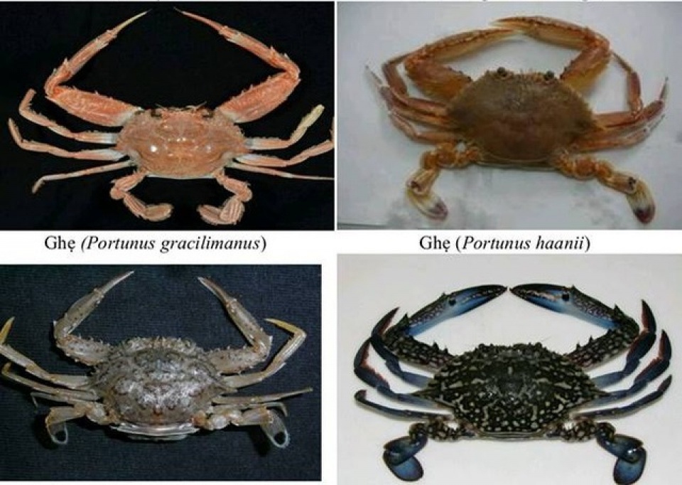 chuyen gia noi gi sau khuyen cao khong nen an hai san tang day