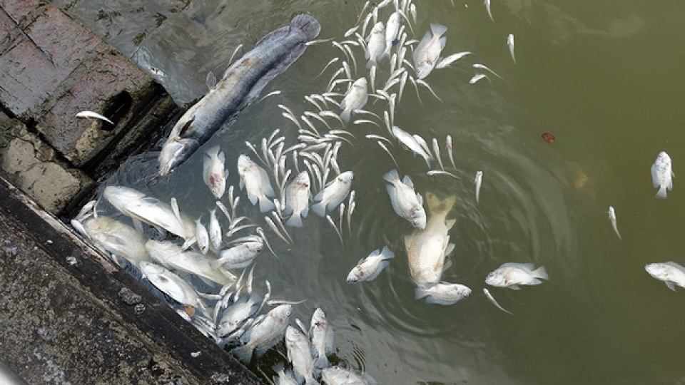 ca chet phu trang ven ho tay