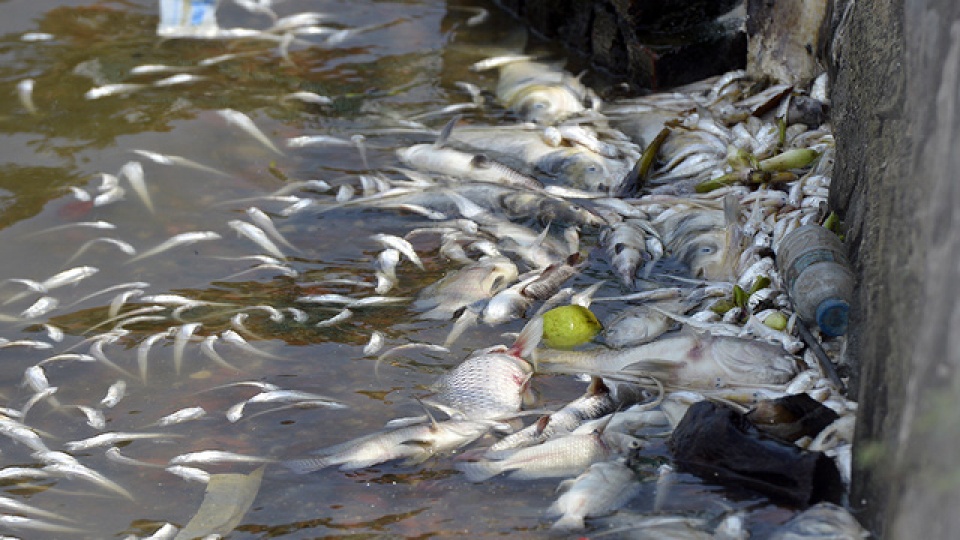 ca chet phu trang ven ho tay