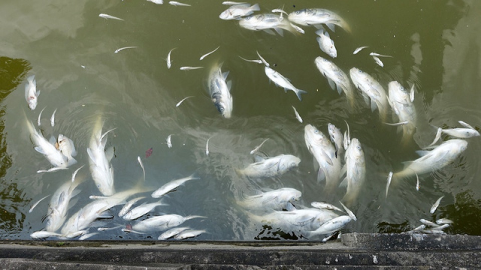 ca chet phu trang ven ho tay