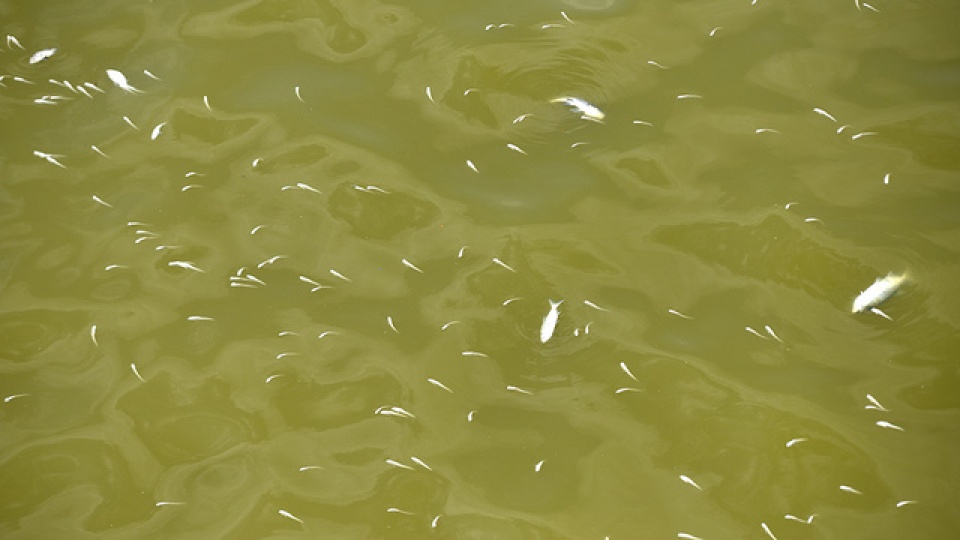 ca chet phu trang ven ho tay