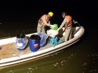 Đã thu gom 76 tấn cá chết bất thường ở Hồ Tây