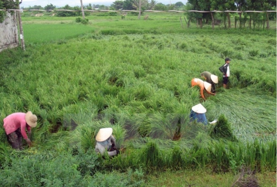 dong bac bo thoi tiet am uot mua rai rac tren hau khap ca nuoc
