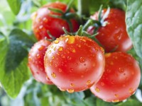 my ong lao 75 tuoi co vuon cay quy hiem gia tien ty moi cay