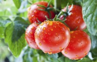 Dưỡng chất thiên nhiên – Thành phần xa xỉ