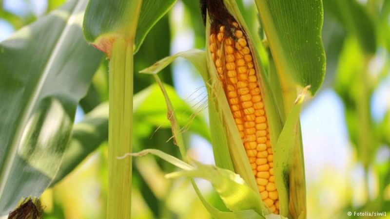 trung quoc mo rong cay trong bien doi gen