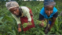 Nông nghiệp bền vững: 'Đoạn tuyệt' với thuốc lá, nông dân Kenya tìm hướng đi từ đậu