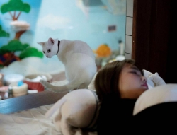 Nhật Bản: Ế ẩm do dịch Covid-19, khách sạn 'hồi sinh' nhờ… mèo