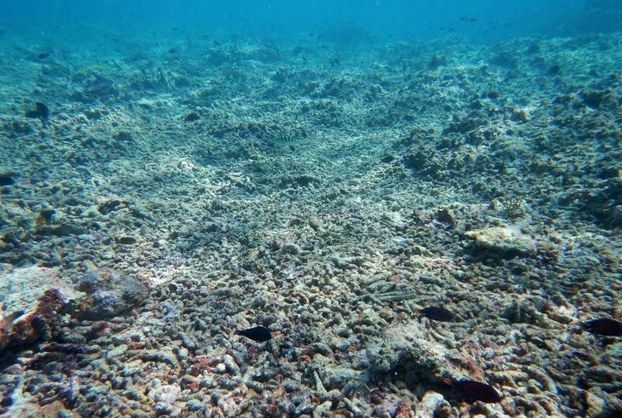 Báo động thực trạng các rạn san hô ở Biển Đông bị hủy hoại