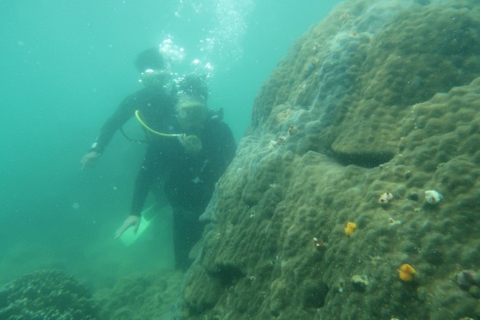 Du khách lặn ngắm san hô Cù Lao Chàm.