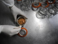 phap tieu hu y ha ng tram nga n con vi t do so h5n8