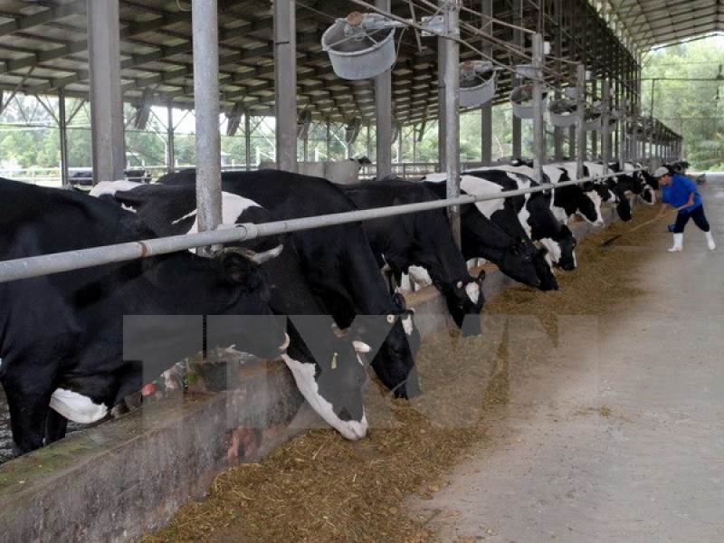 dau tu chan nuoi bo sua va che bien sua tai lien bang nga