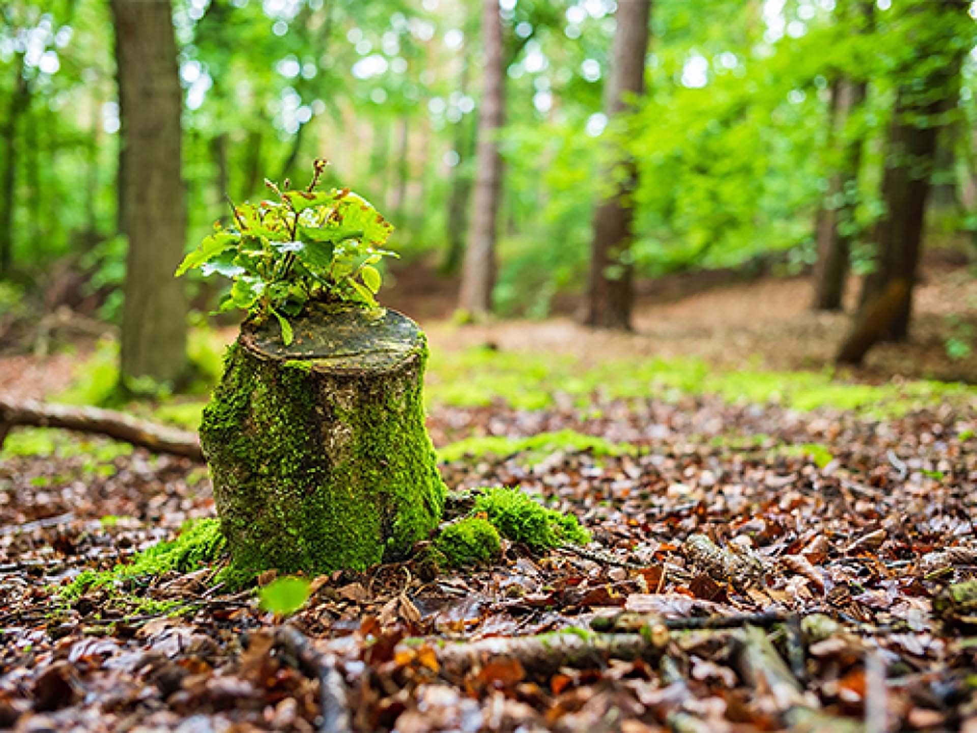 Sửa gene cho cây giúp năng suất cao và làm sạch không khí. (Nguồn: Adobe)