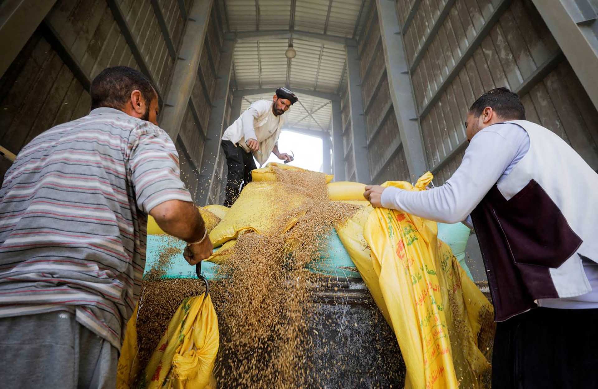 Công nhân thu gom lúa mì tại các hầm chứa ngũ cốc Benha, thuộc tỉnh Al Qalyubia, Ai Cập. (Nguồn: Reuters)