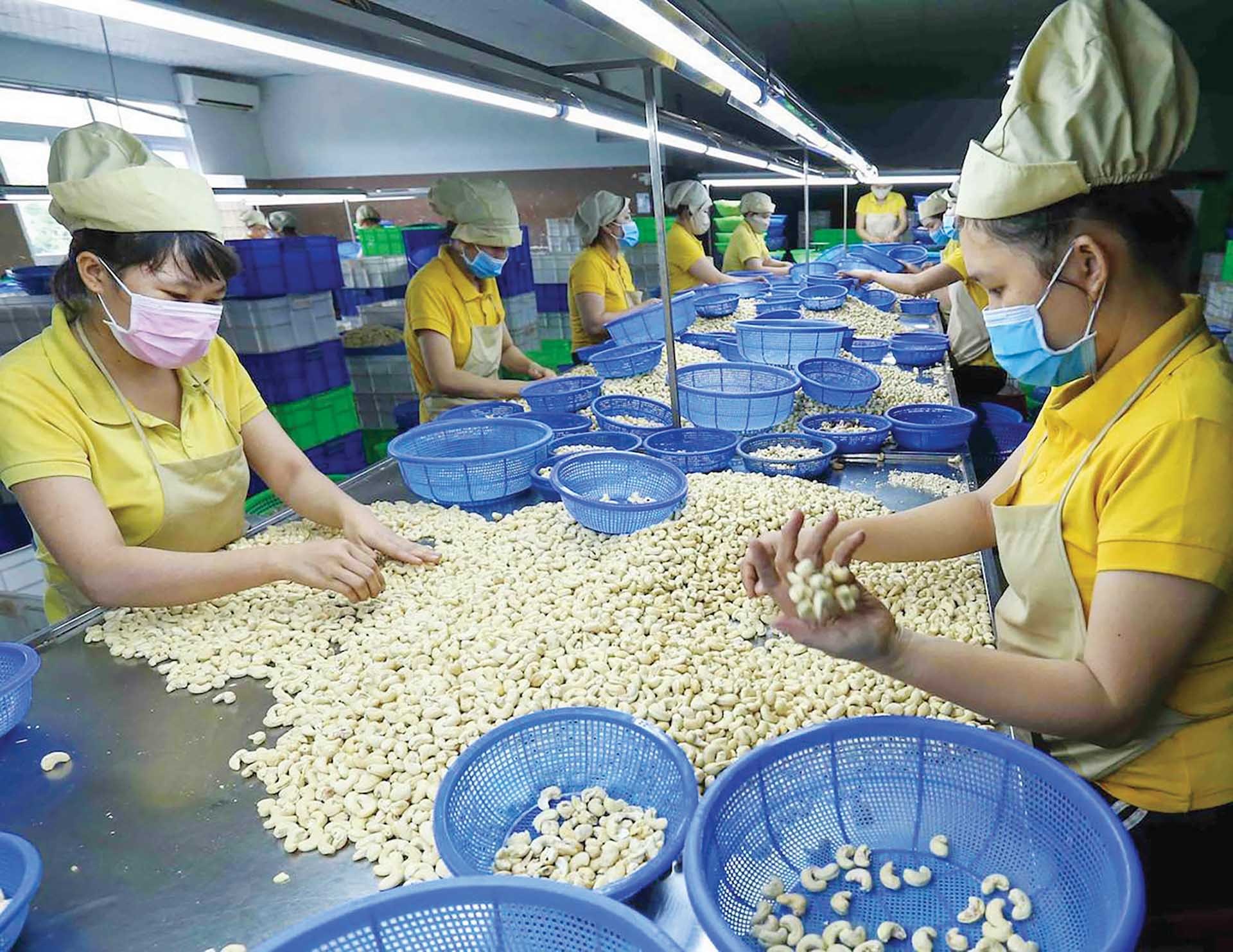 Việt Nam là một trong những quốc gia nhập khẩu nhiều hạt điều nhất từ Campuchia. (Nguồn: VnEconomy)
