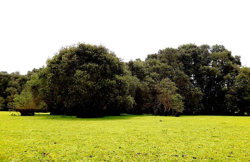 Về An Giang khám phá rừng Tràm Trà Sư