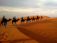 Vaccine mers có hiệu quả với lạc đà