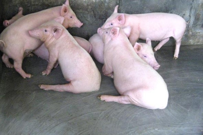 Hoàn thiện Chương trình quốc gia phòng, chống bệnh LMLM tin nhap 20151222221234