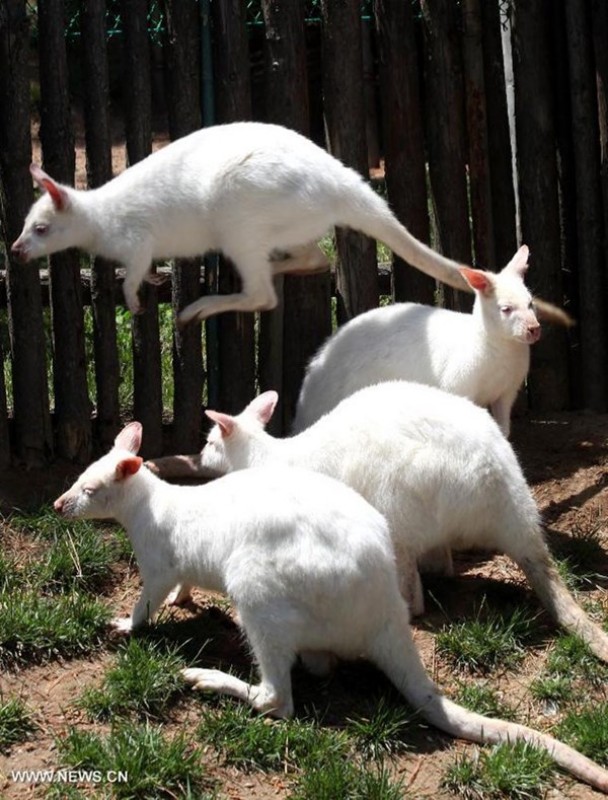 nhung giang sinh doc nhat vo nhi tren the gioi