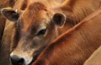 thu tuong anh no luc tranh brexit khong thoa thuan