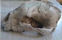 cac nha khoa hoc phat hien ra con chim hoa thach dau tien voi qua trung con nguyen ven