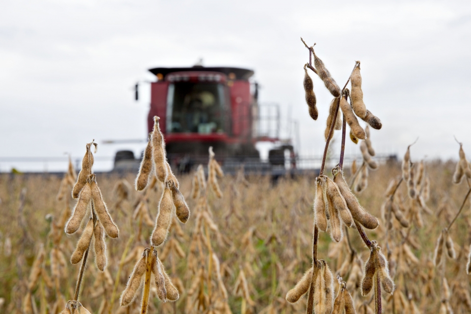 Tổng thống Trump và “cuộc chiến đậu tương” tong thong trump va cuoc chien dau tuong