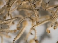 han quoc ghi nhan truong hop nhiem virus zika thu 6