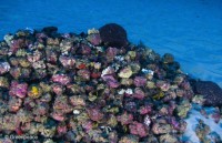 phat hien them yeu to huy hoai cac dai san ho