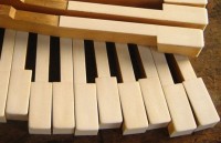 chau phi keu goi eu noi khong voi nga voi