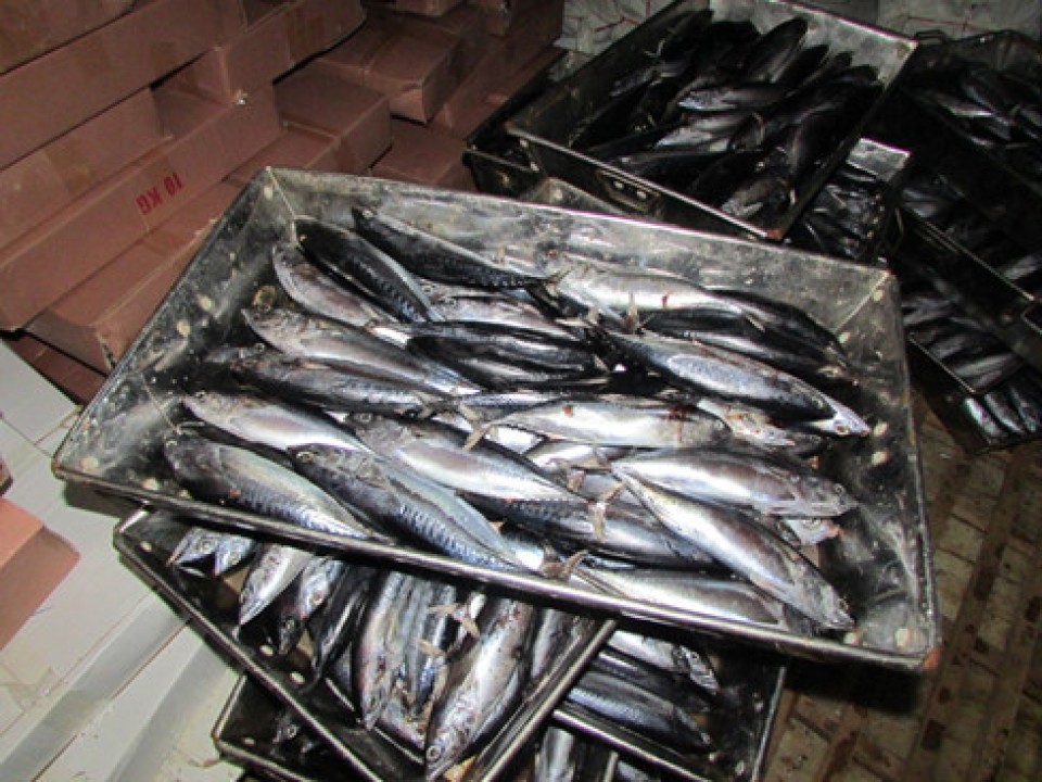 gia ca nuc cham day sau thong tin nhiem phenol