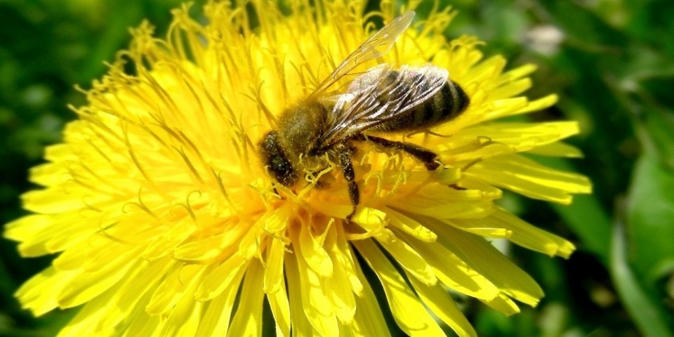 fao de cao gia tri cua loai con trung co ich