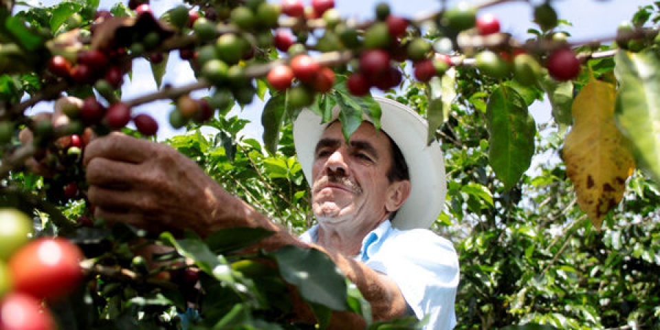 cac nuoc trung my len ke hoach thanh lap hiep hoi ca phe chung