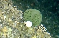 tiet lo gay soc ca map giup con nguoi song lau va chua ung thu