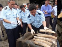 Châu Phi: Thu giữ hàng tấn ngà voi buôn lậu đến Đông Nam Á