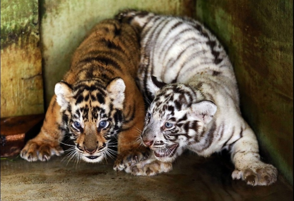 Con người đang gây ảnh hưởng nghiêm trọng tới thiên nhiên con nguoi dang gay anh huong nghiem trong toi thien nhien