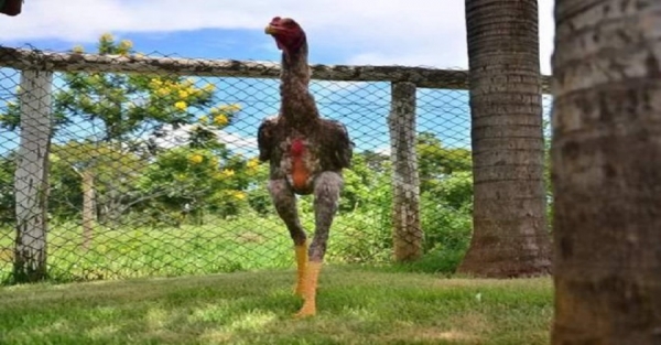 Brazil: Gà khổng lồ cao 1,24 mét - Baoquocte.vn
