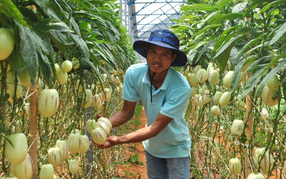 dua hau ti hon gay bao thi truong viet