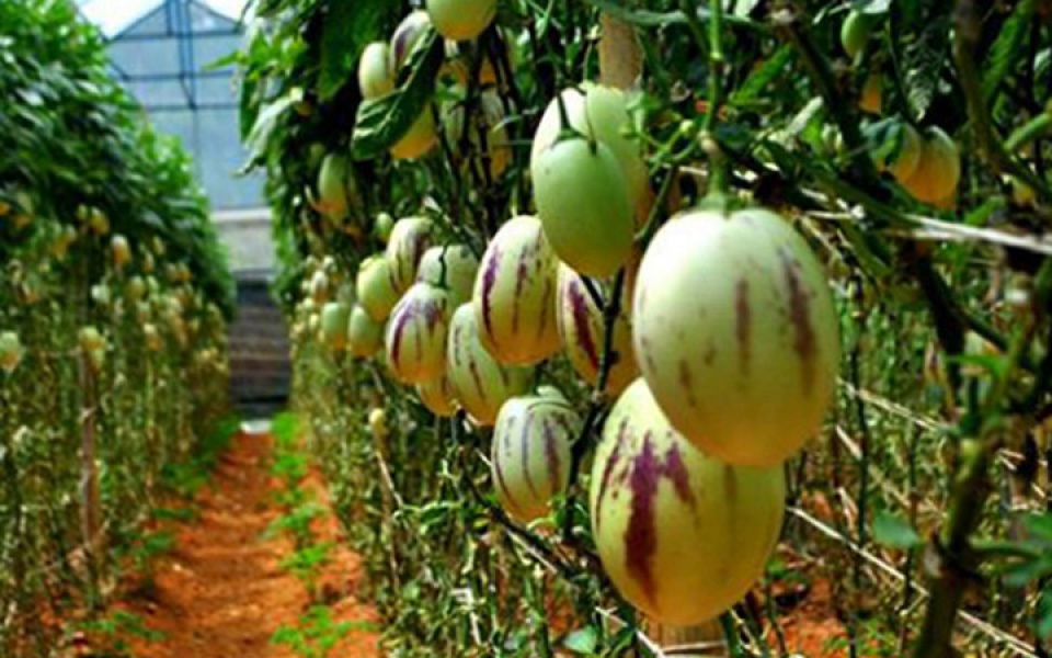 dua hau ti hon gay bao thi truong viet