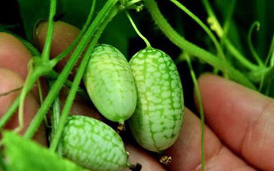 dua hau ti hon gay bao thi truong viet