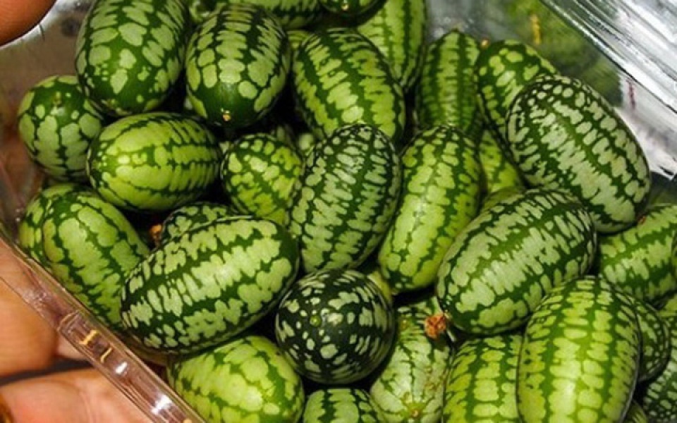 dua hau ti hon gay bao thi truong viet