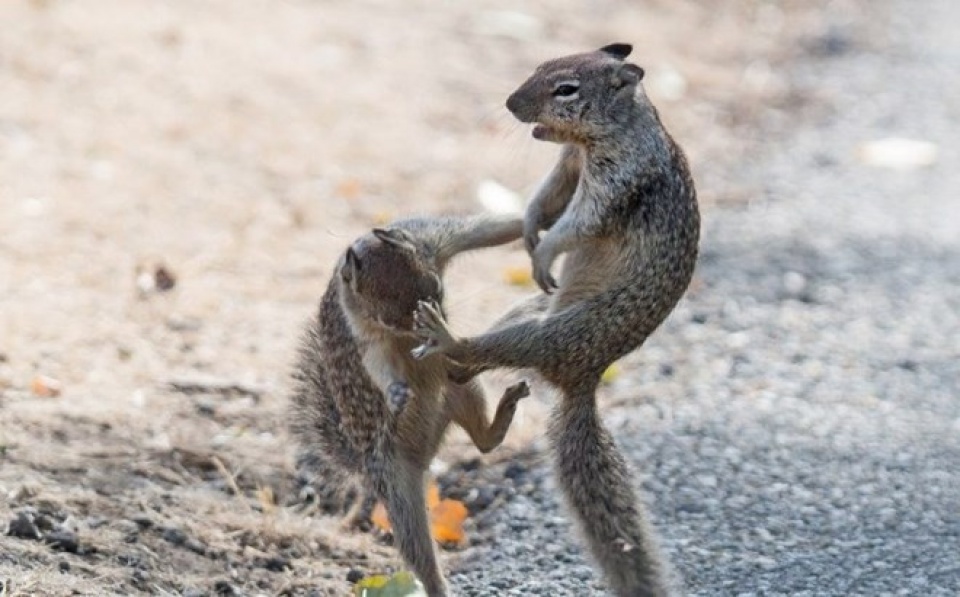 california soc noi dien tan cong nguoi