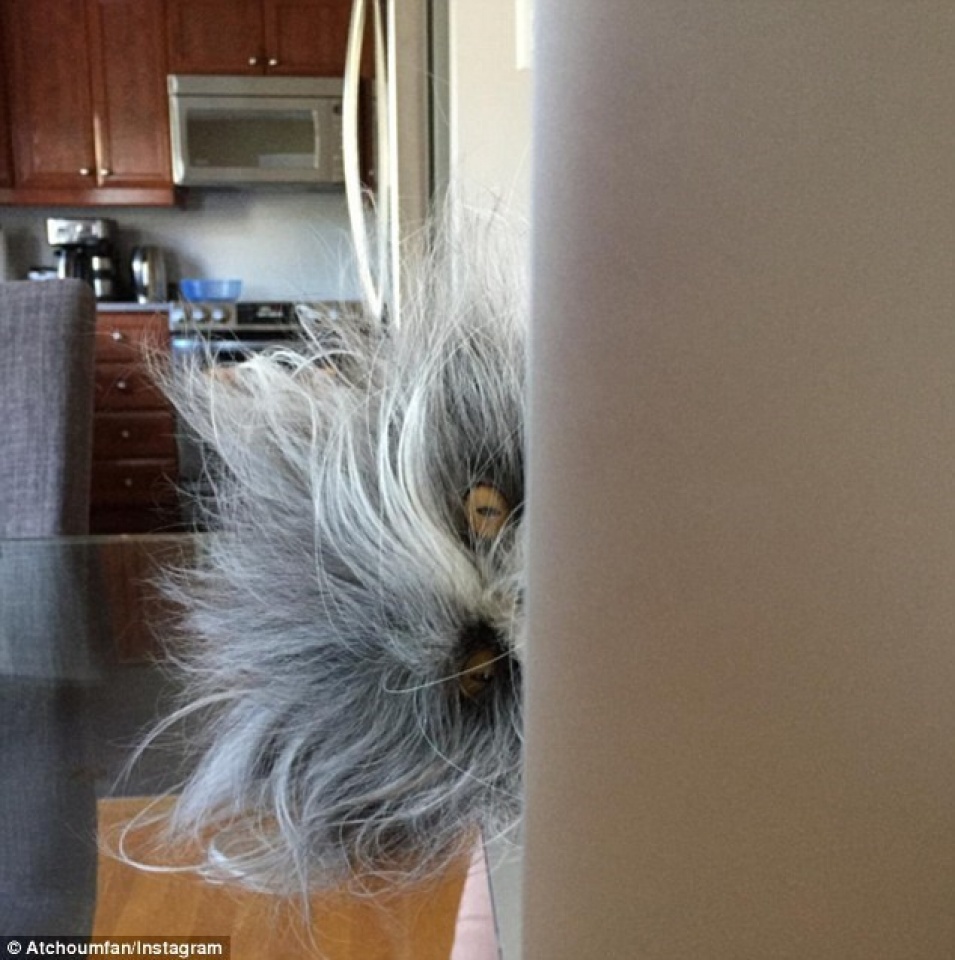 buc anh khien cong dong mang dien dau khong biet la cho hay meo