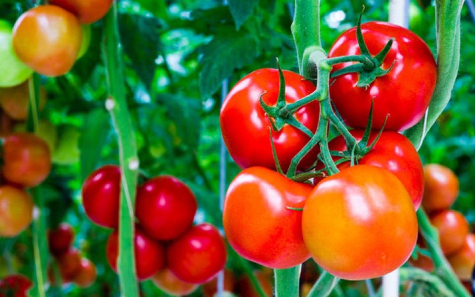 nhung thuc pham cam ky doi voi nguoi huyet ap thap