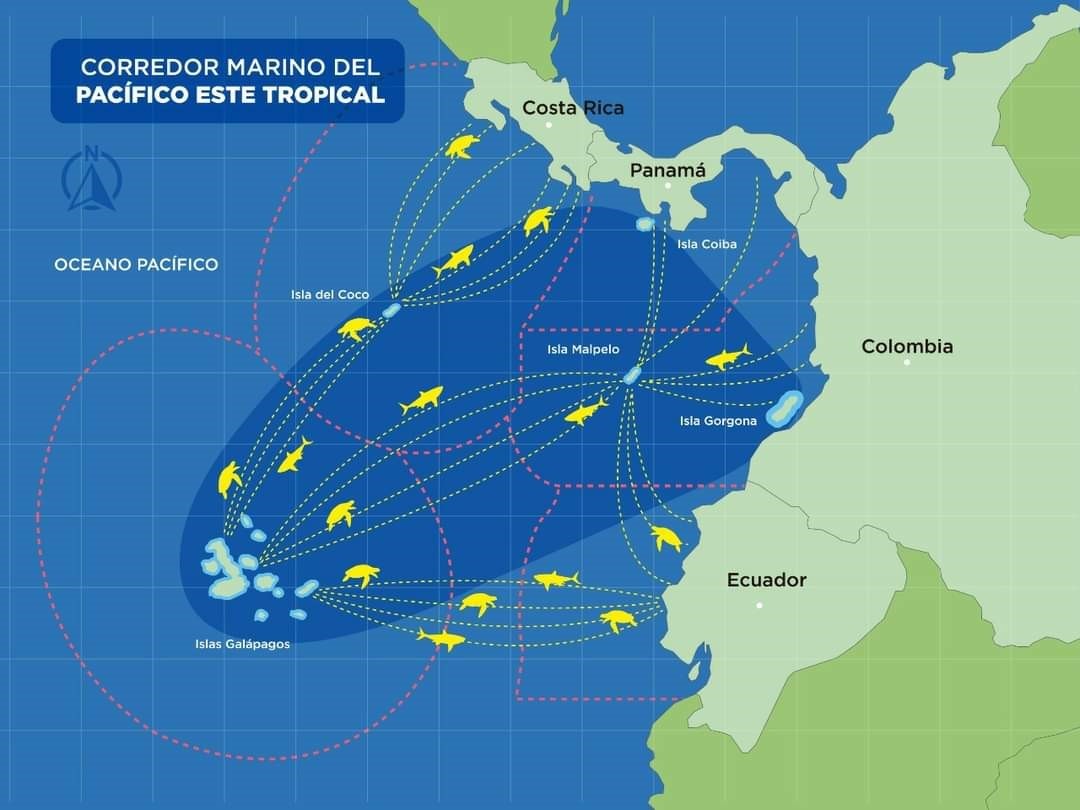 Colombia, Costa Rica, Ecuador và Panama thành lập khu vực bảo tồn biển lớn nhất thế giới