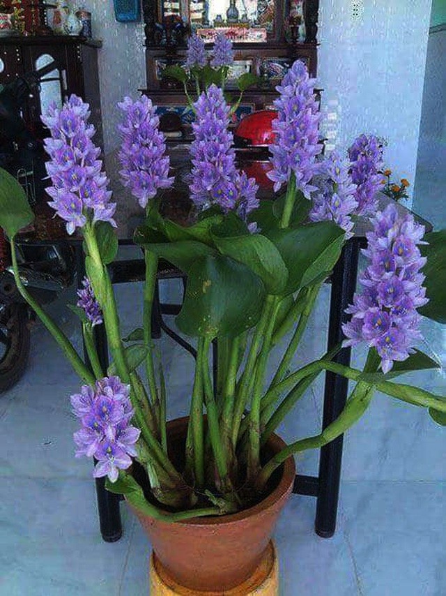 Hoa lục bình trôi sông giờ cũng biến thành cây cảnh ngày Tết.