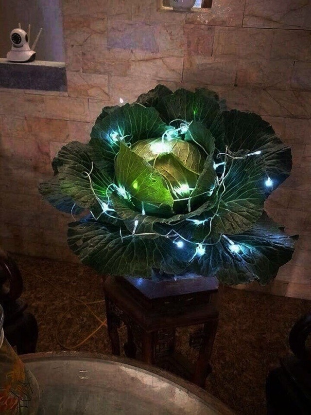 Chỉ cần thêm vài chiếc đèn nháy là thành bắp cải bonsai, đẹp lạ, không đụng hàng.